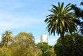 Palms tree in city park on the blue sky background. Date Palm Phoenix dactylifera of the palm family Arecaceae. Phoenix Palm Royalty Free Stock Photo