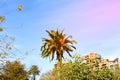 Palms tree in city park on the blue sky background. Date Palm Phoenix dactylifera of the palm family Arecaceae. Phoenix Palm Royalty Free Stock Photo