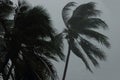 Palms tree during heavy wind or hurricane. Storm rainy day