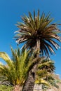 Palms tree in Masca village, Tenerife Royalty Free Stock Photo