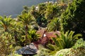Palms tree in Masca village, Tenerife Royalty Free Stock Photo