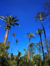 Palms trees in Maria Luisa Park, Seville, Spain Royalty Free Stock Photo