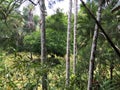 Borneo rainforest plams and trees