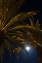 Palms trees on night time Royalty Free Stock Photo