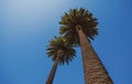 Palms tropic design. Palm trees on blue sky, palm at tropical coast, coconut tree. Royalty Free Stock Photo