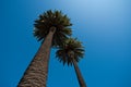 Palms tropic design. Palm trees on blue sky, palm at tropical coast, coconut tree. Royalty Free Stock Photo