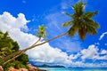 Palms on tropical beach