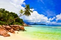 Palms on tropical beach