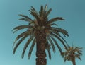 Palms in a tropical sunny day Royalty Free Stock Photo