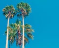 Palms under clear sky in California