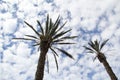 Palms under cloudy sky 