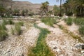 Palms in Wadi Bani Khalid