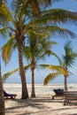 Palms in Watamu Bay Royalty Free Stock Photo