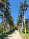 Palms way in the park