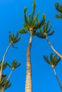 Palms in the wind against blue sky Royalty Free Stock Photo