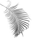 Grey shadow of palm leaves for decoration Royalty Free Stock Photo