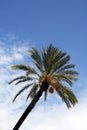 Palmtree Royalty Free Stock Photo