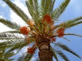 Palmtree