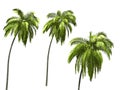 Palmtree