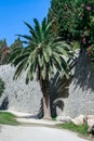 Palmtree against medieval citywall Royalty Free Stock Photo
