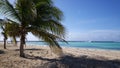 Palmtree on Baby beach Royalty Free Stock Photo