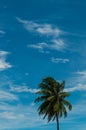 Palmtree with background full of clouds in vertical or portrait composition