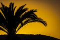 Palmtree in backlight in turkish sunset