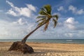 Palmtree on a beautiful beach in the caribbean Royalty Free Stock Photo