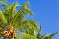 Palmtree and blue sky Royalty Free Stock Photo