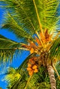 Palmtree and blue sky