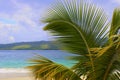 Palmtree branch and Caribbean beach, Dominican republic Royalty Free Stock Photo