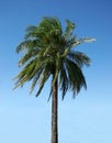 Palmtree on a clear day Royalty Free Stock Photo