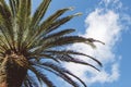 Palmtree and clouds