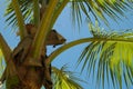 Palmtree Royalty Free Stock Photo