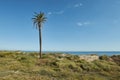 Palmtree on dunes Royalty Free Stock Photo