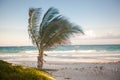 Palmtree on the exotic tropical beach Royalty Free Stock Photo