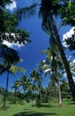 Palmtree garden in Dominican republic