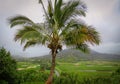 Palmtree at Hanalei valley lookout, taro fields and mountains, Kauai, Hawaii, USA Royalty Free Stock Photo