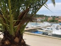 Palmtree at a harbor of the town Preko