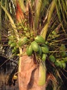 Palmtree Mexico