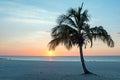 Palmtree at Palm Beach in Aruba in the Caribbean