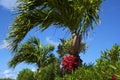 Palmtree with red seeds Royalty Free Stock Photo