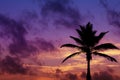 Palmtree silhouette on sunrise in tropic