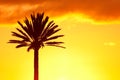 Palmtree silhouette on the sunset sky background Royalty Free Stock Photo
