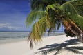 Palmtree on Sipadan beach Royalty Free Stock Photo