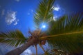 Palmtree and sky with a clouds Royalty Free Stock Photo