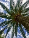 Palmtree - Spain, with blue sky and clouds
