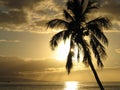 Palmtree in the Sunset Royalty Free Stock Photo
