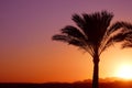 Palmtree sunset Royalty Free Stock Photo