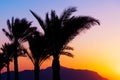 Palmtree sunset Royalty Free Stock Photo